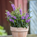 Image of Erysimum hybrid