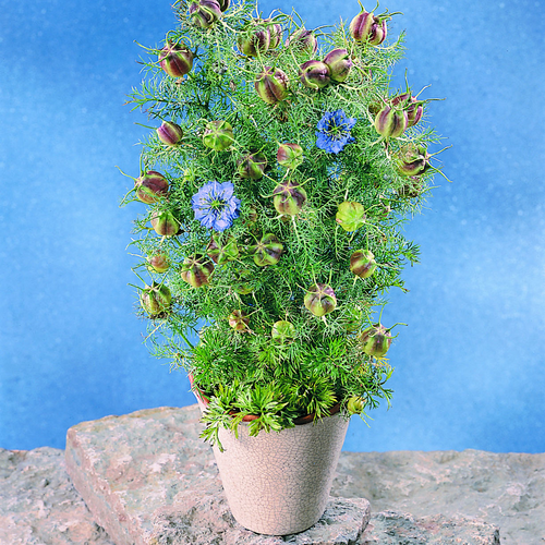 Image of Nigella damascena
