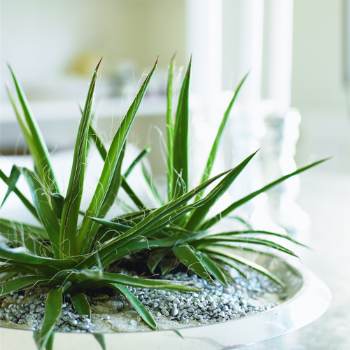 agave2 Agave Agavaceae (6351)