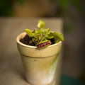 Image of Dionaea muscipula