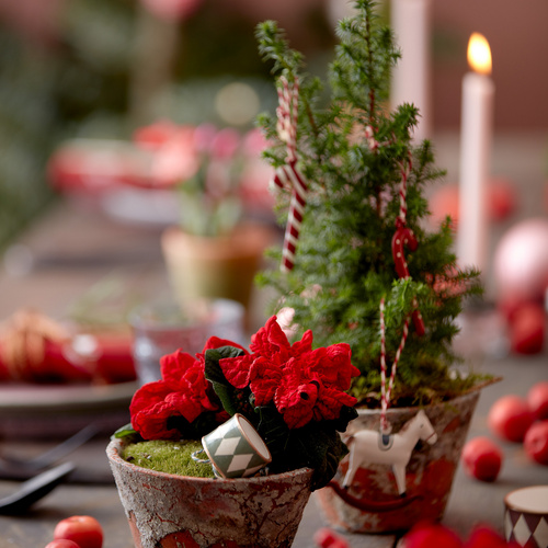 Image of Euphorbia pulcherrima