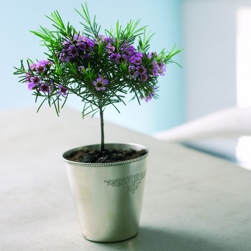 cham unci fd0306 02 Image of Chamelaucium uncinatum