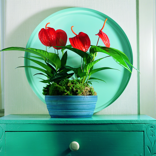 Image of Anthurium scherzerianum hybrid