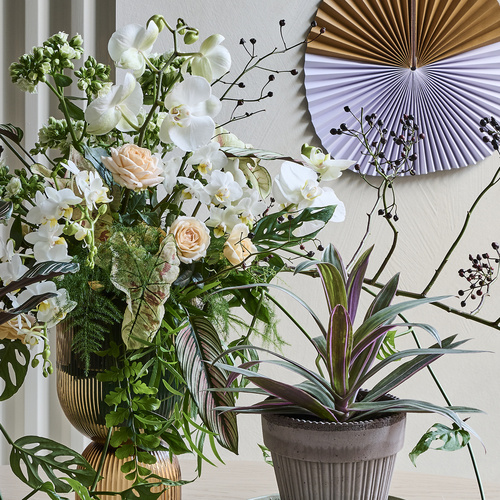 Monstera Araceae (396420)