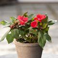 Image of Impatiens hybrid