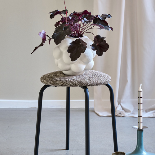 Heuchera Saxifragaceae (442020)