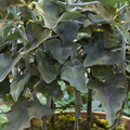 Image of Kalanchoe beharensis