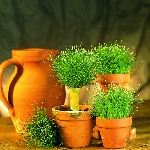 Eleocharis Cyperaceae (8921)