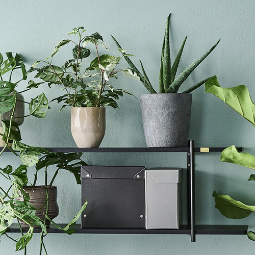 Monstera Araceae (396424)