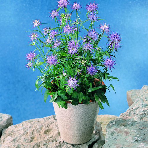 Image of Phyteuma scheuchzeri