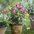 Image of Fuchsia hybrid