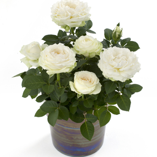 Infinity_Rose Rosa Rosaceae (13568)