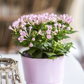 20140528Y61A1557.JPG