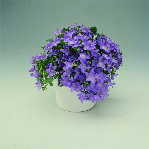 Image of Campanula isophylla