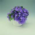 215-campanula-iso.tif