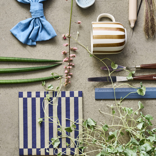 Dichondra Convolvulaceae (442039)