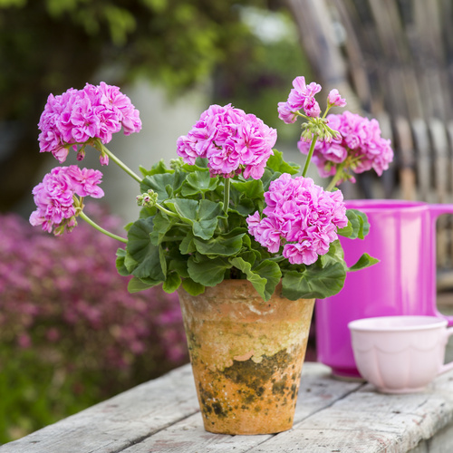 Pelargonium Geraniaceae (12373)