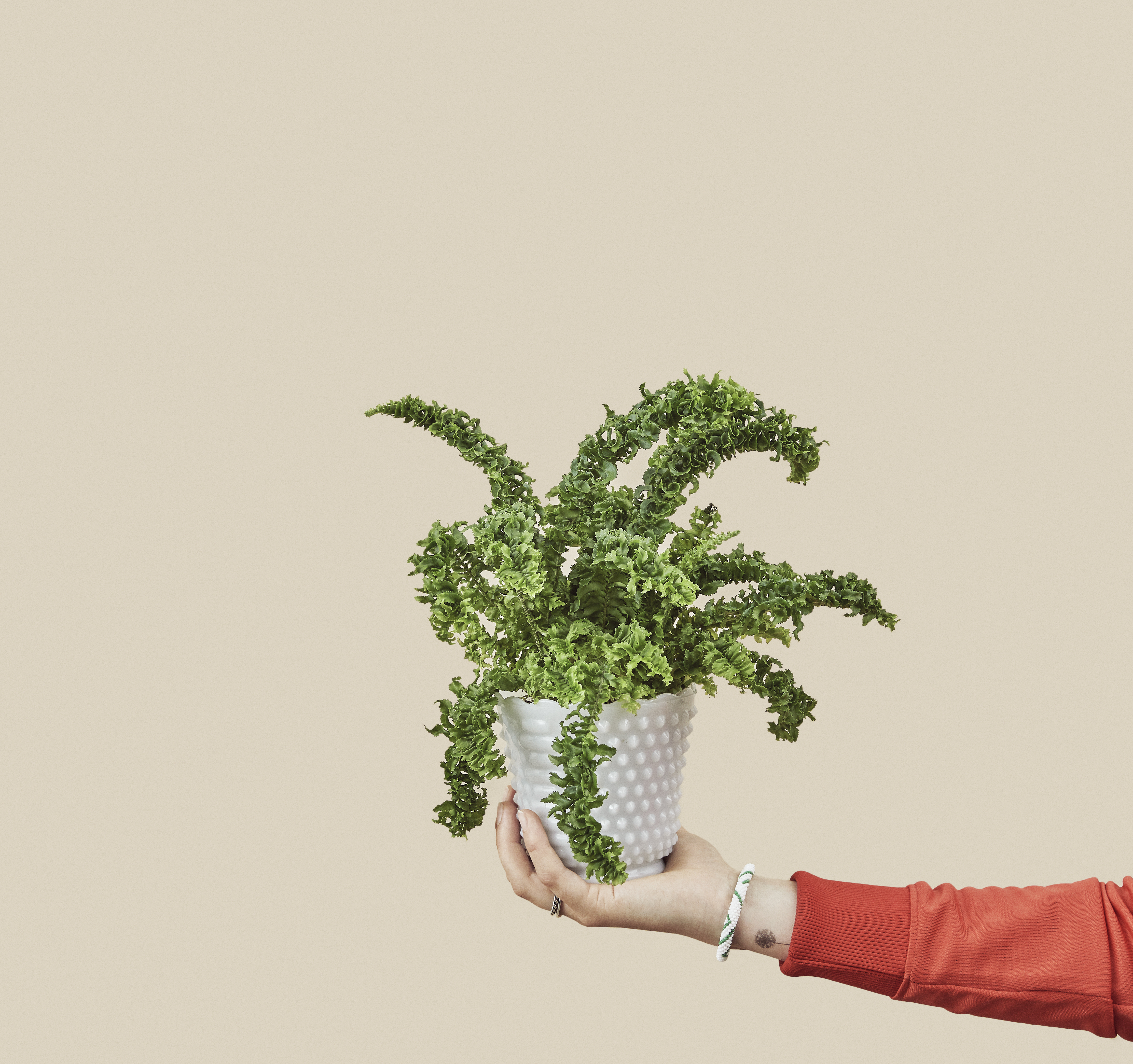 Nephrolepis_ex..jpg Nephrolepis_ex..jpg