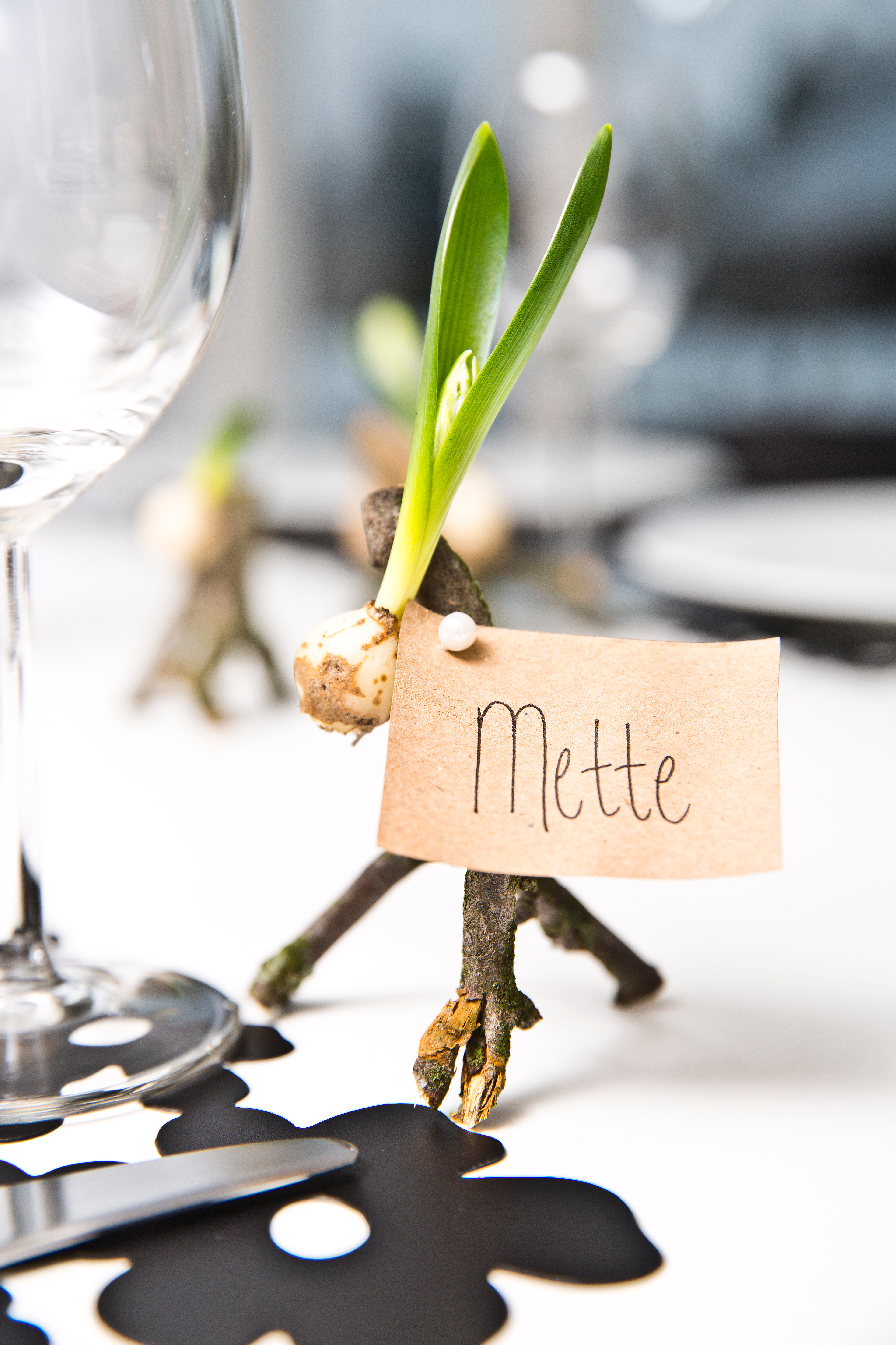 Ornithogalum-bord-2014.jpg Ornithogalum-bord-2014.jpg