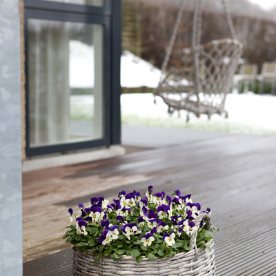 Thaw out the winter with spring flowers