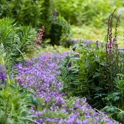 Create some drama in the garden beds