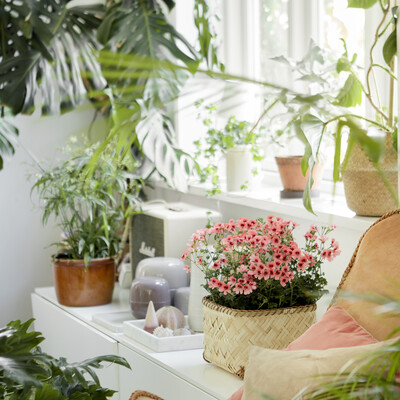 Green Living: Pelargonier i Boligen