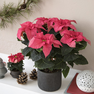 Poinsettia til Efterår, Halloween, Advent og Jul