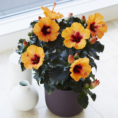Hibiscus Rosa sinensis
