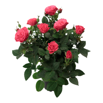 Ocean of Roses