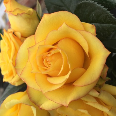 Nanjing™ Roses Forever®
