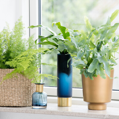 Planter hjælper mod dårligt indeklima