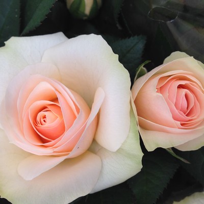 Rosa hybrid Sandbanks Sunset™ Roses Forver®