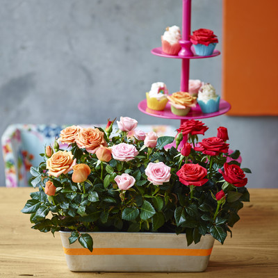 Spring paintbox with large-flowered roses