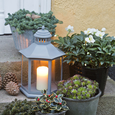 Decemberstämning med krukväxter