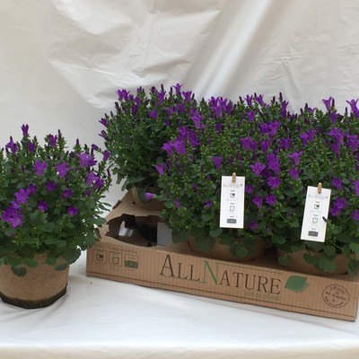 Campanula port. All Nature®