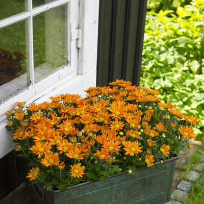 Chrysanthemum - popular outdoors and indoors