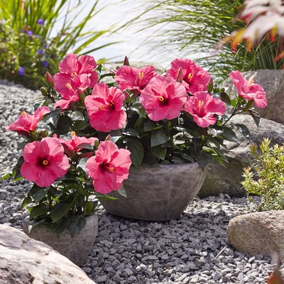 Hibiskus – en färgsprakande prydnadsväxt både inne och ute