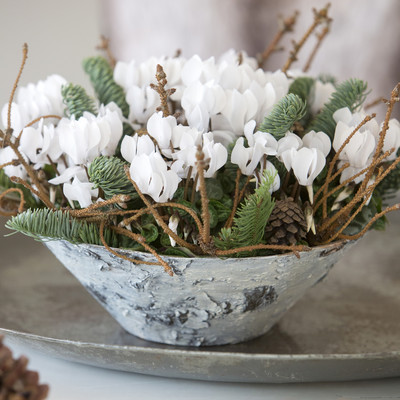 Alpeviolen  - vinterens smukkeste blomst