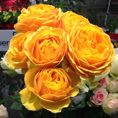 Rosa hybrid Rosa Loves Me® Over the Moon™,