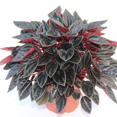 Peperomia: Brasilia