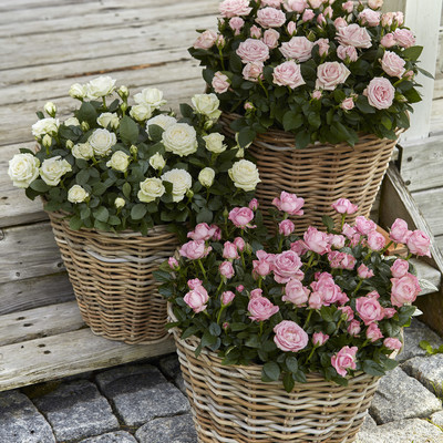 Den perfekte rose til havens potter og krukker