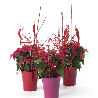 Gift ideas with Christmas plants