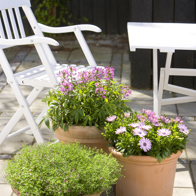 Plant pots in colour groups on the terrace