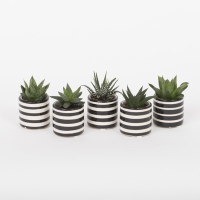 Black & White Miniature with Succulent Mix