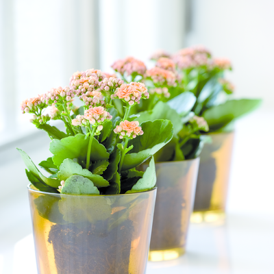 Kalanchoe is the number one plant in Denmark