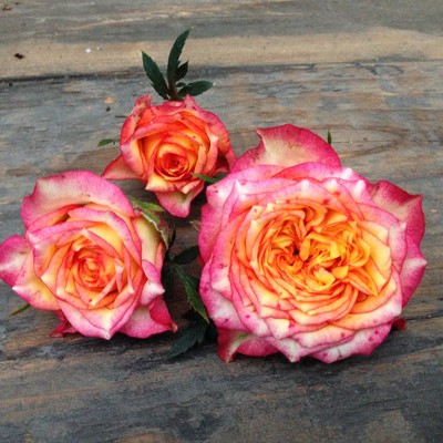 Rosa hybrid Val de Sole™ Roses Forever®