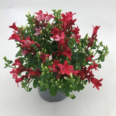 Campanula "Red" Ocean
