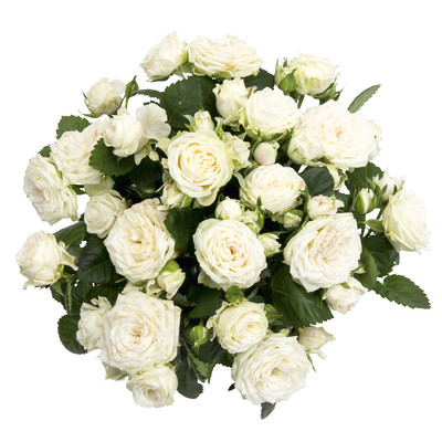 Rosa hybrid QiRose bouquet