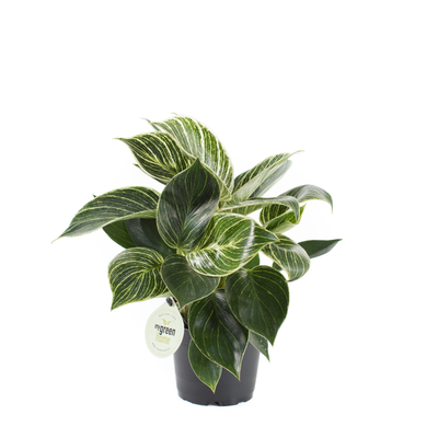 Philodendron White Meassure