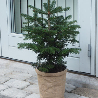 My Little Christmastree
